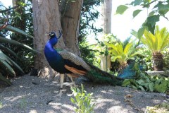 ischia4